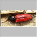 Ampedus sanguineum - Schnellkaefer 01 10mm.jpg